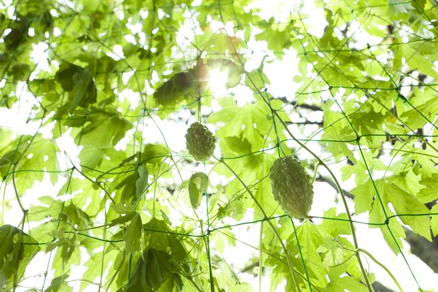 グリーンカーテンづくりに挑戦！ 植物の力を活用して、省エネ・快適な夏を過ごそう