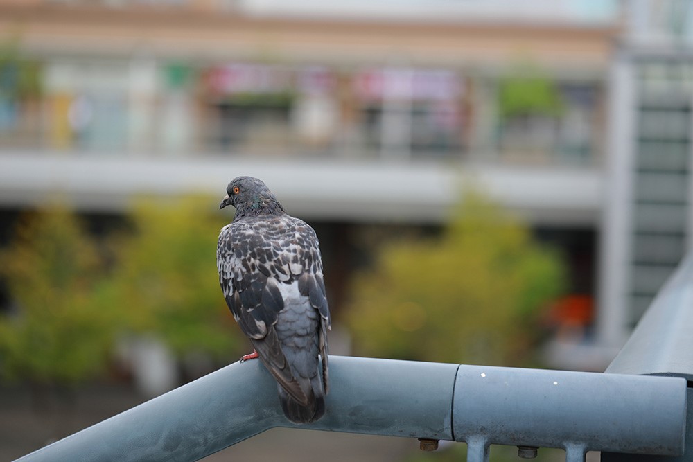 鳥 の フン ベランダ