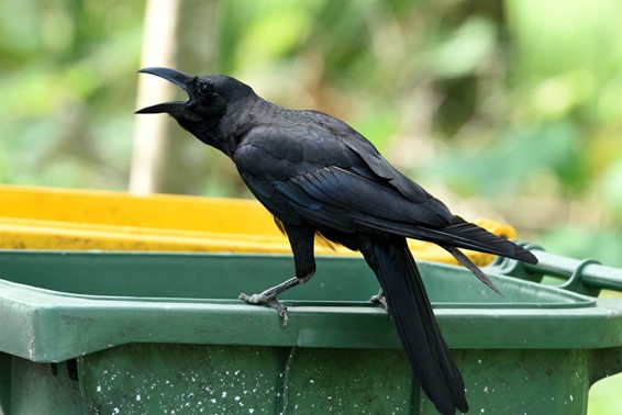 鳥害からマンションを守る！　屋上・ベランダ・ゴミ集積所におけるカラス対策