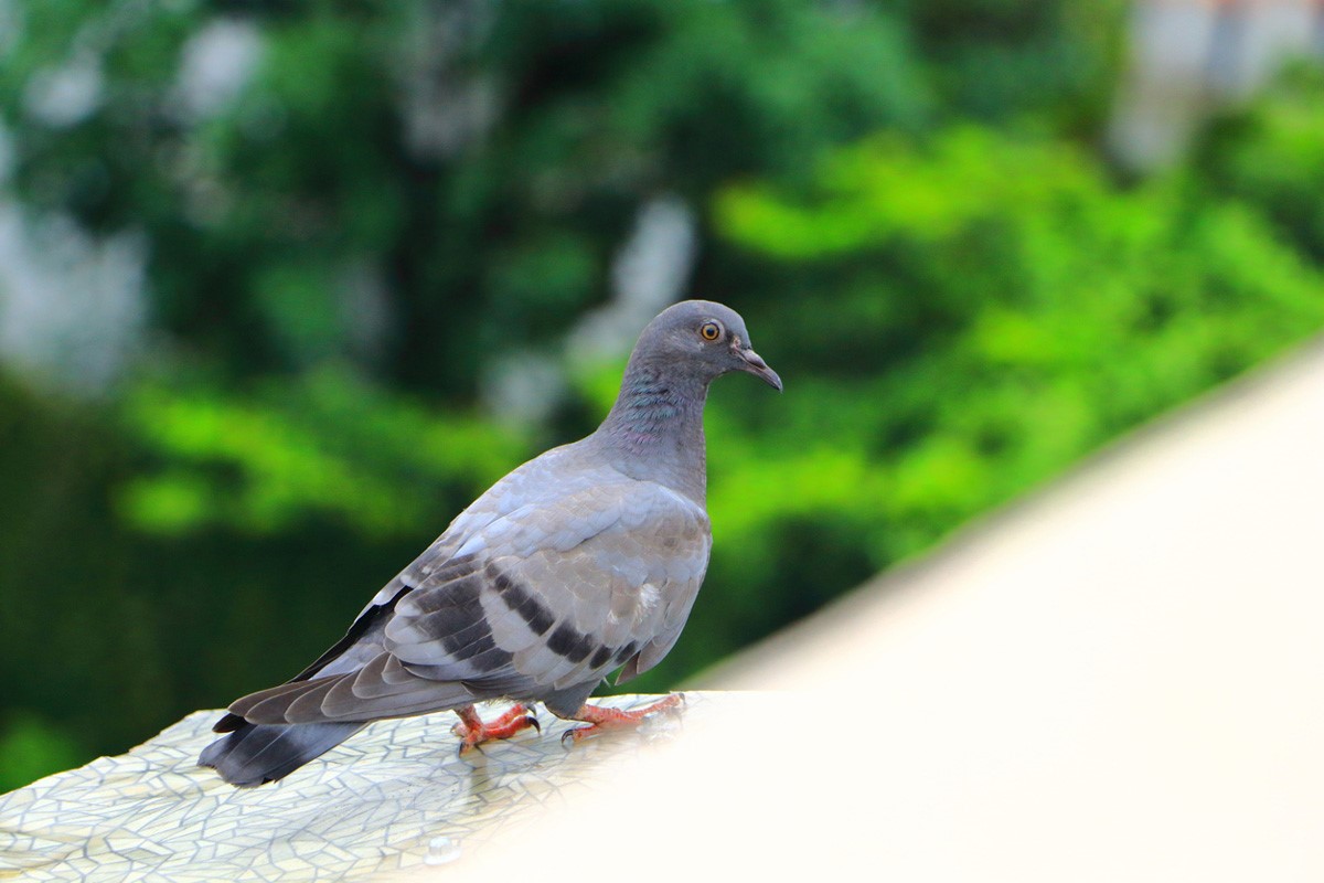 鳩のフン