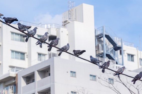 鳩対策にはまず相手を知ること！　鳩の生態を確認して鳥害を防ごう