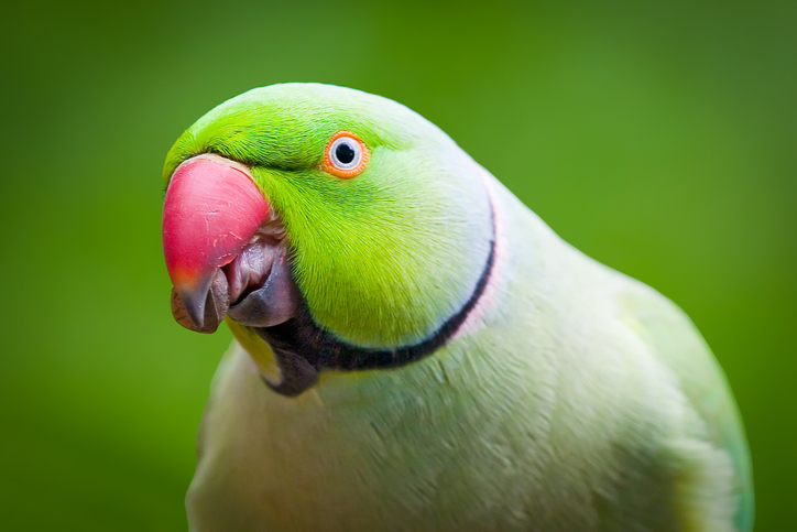 ワカケホンセイインコ