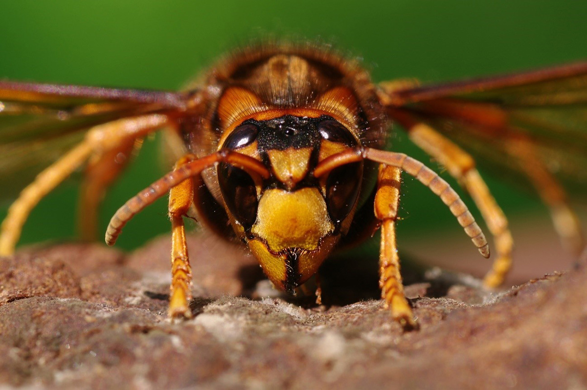 マンションのベランダにも大きな巣をつくるキイロスズメバチ。凶暴で攻撃型のスズメバチは落ち着いて対応