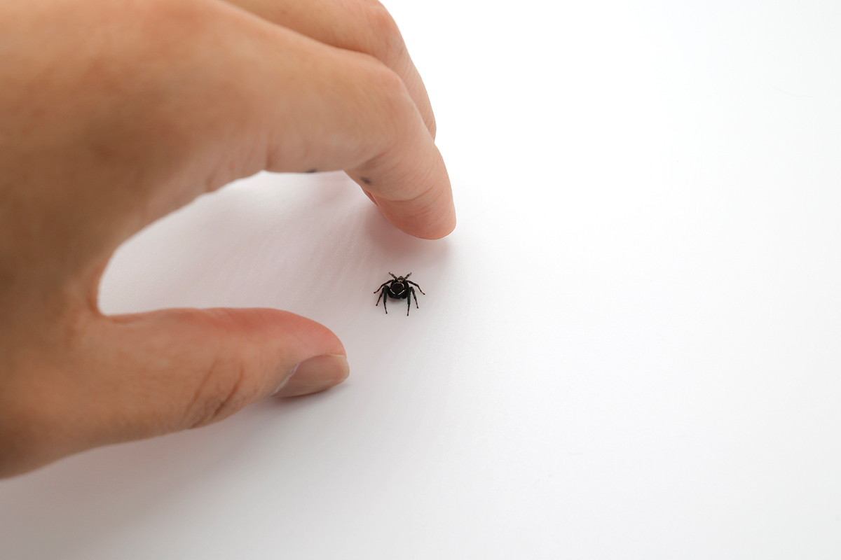 家の中でぴょんぴょん跳ねる小さい蜘蛛。『アダンソンハエトリ』は衛生環境のリトマス試験紙？