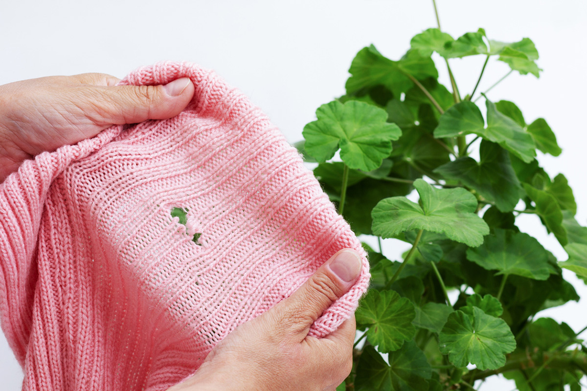 マンションにおける衣類の害虫対策！ カツオブシムシの生体と予防・駆除方法（改定版）
