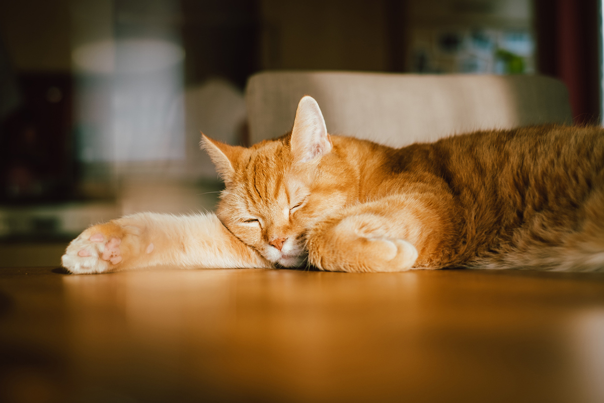 猫も熱中症になるの？ 〜マンションで猫と暮らす〜