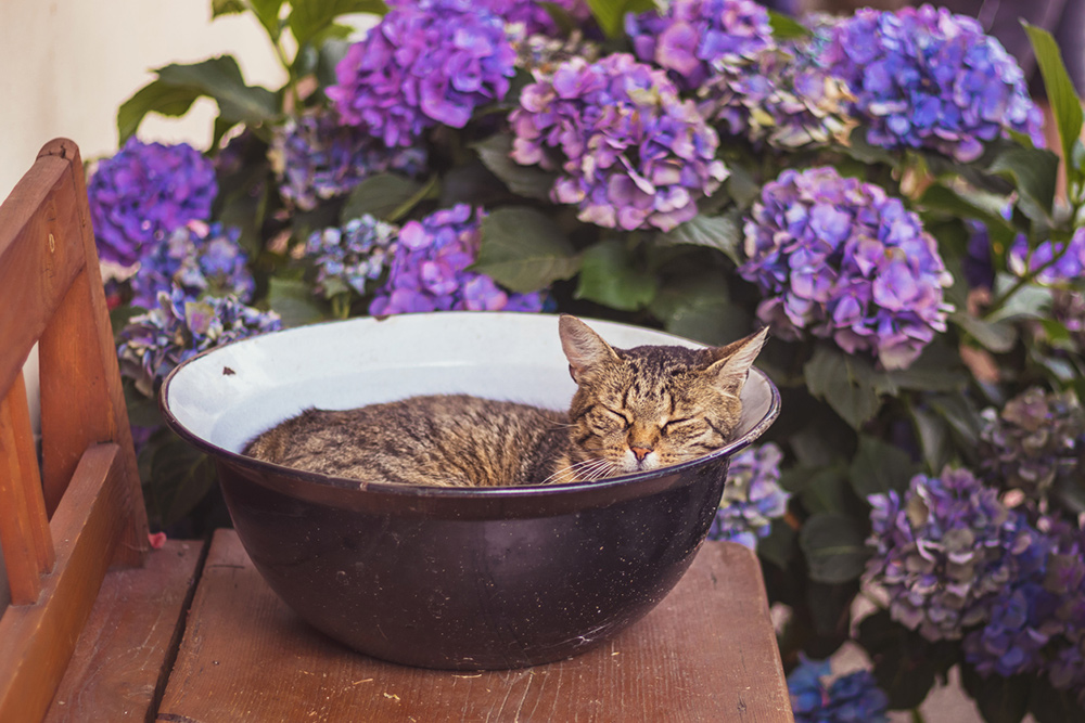 猫