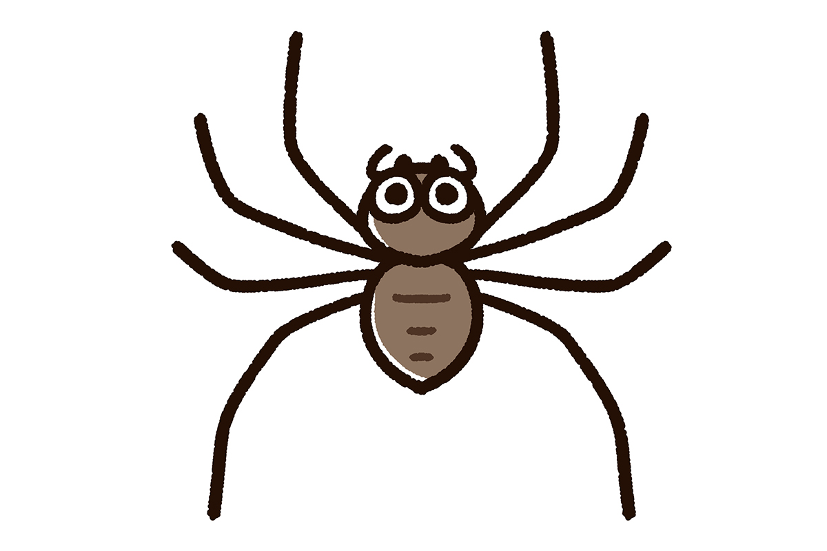 アシダカグモはゴキブリの天敵？ 見た目は怖いけれど人には無害。その生態と上手な付き合い方